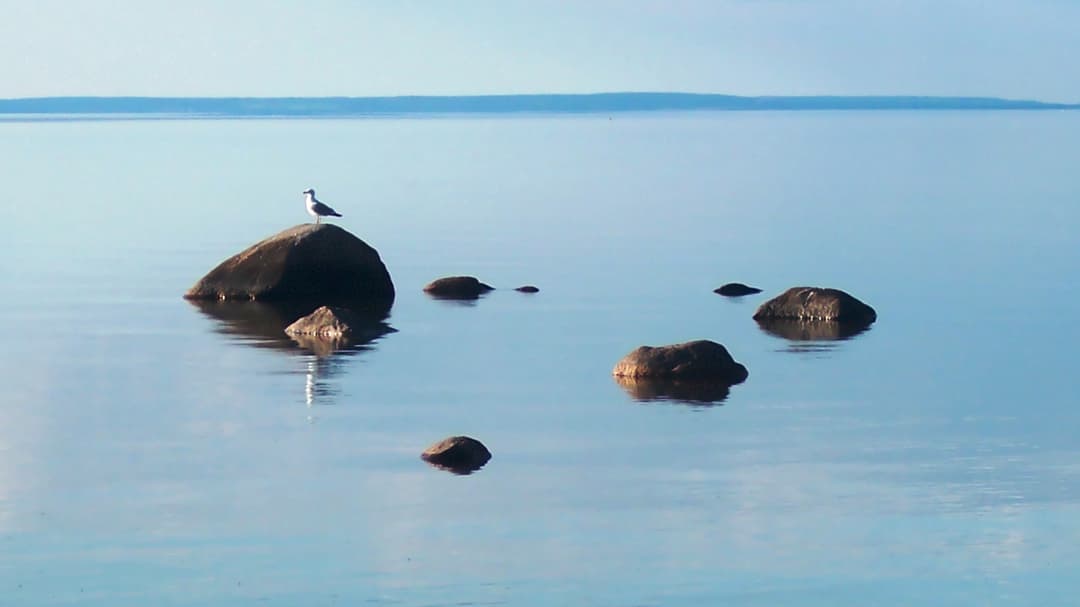fiskmås på sten