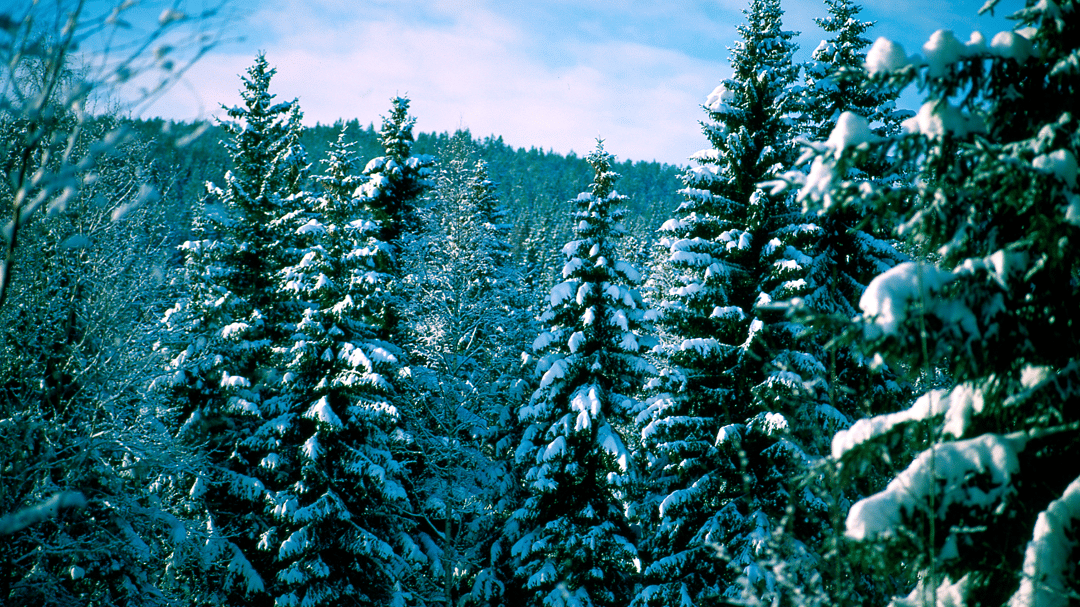 forest_skog_winter_resize_1300X1747_resize_1300X1747.png
